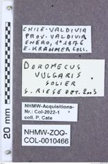 Etikette zu Deromecus vulgaris (NHMW-ZOO-COL-0010466)